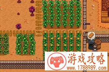 星露谷物语Stardew Valley金星肥料怎么得